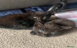 Mixed Breed cats for sale: 2 female kittens 1 male kitten for sale  - Image 20