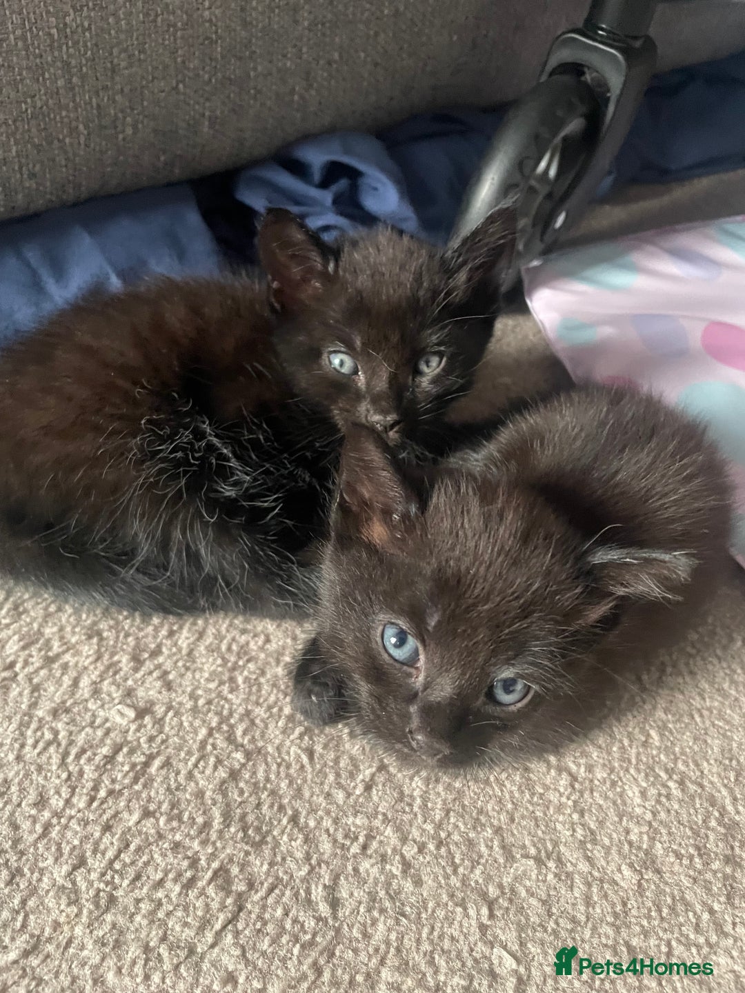 Mixed Breed cats for sale: 2 female kittens 1 male kitten for sale  - Image 20