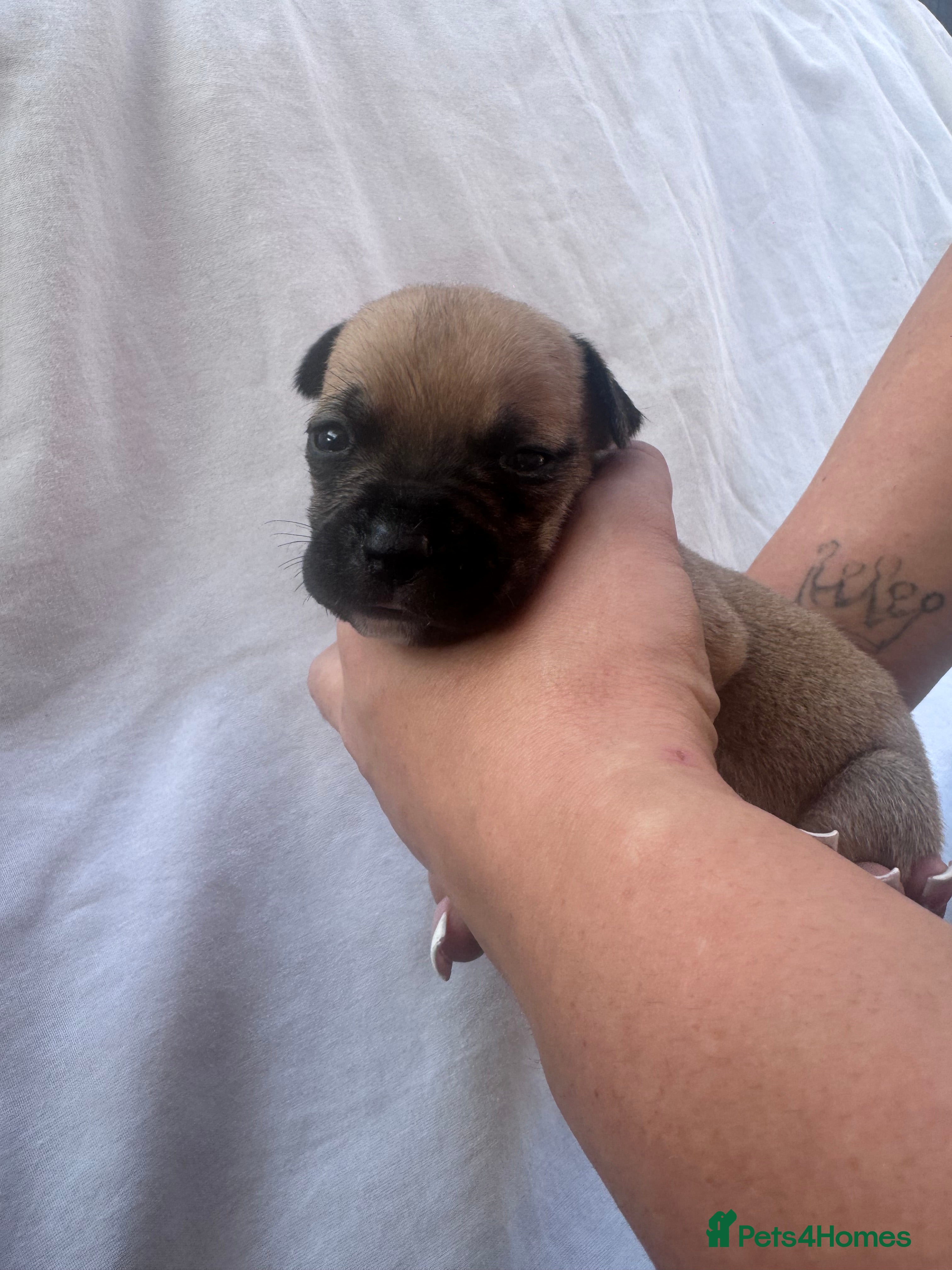 Mixed Breed dogs Staffordshire bull terrier litter 🐶 - Advert 1