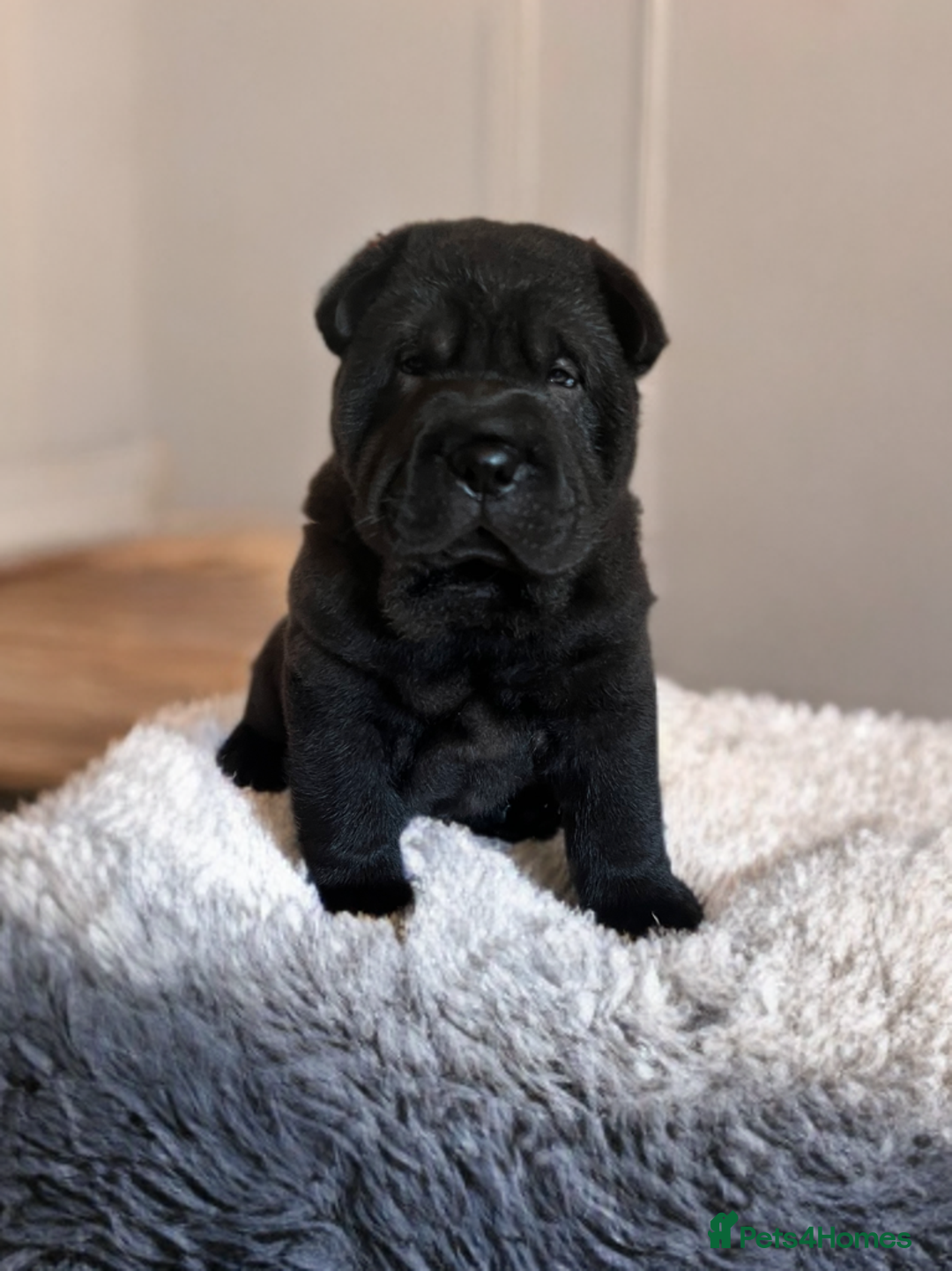 Mixed Breed dogs for sale: ChowPei Pups  - Advert 3
