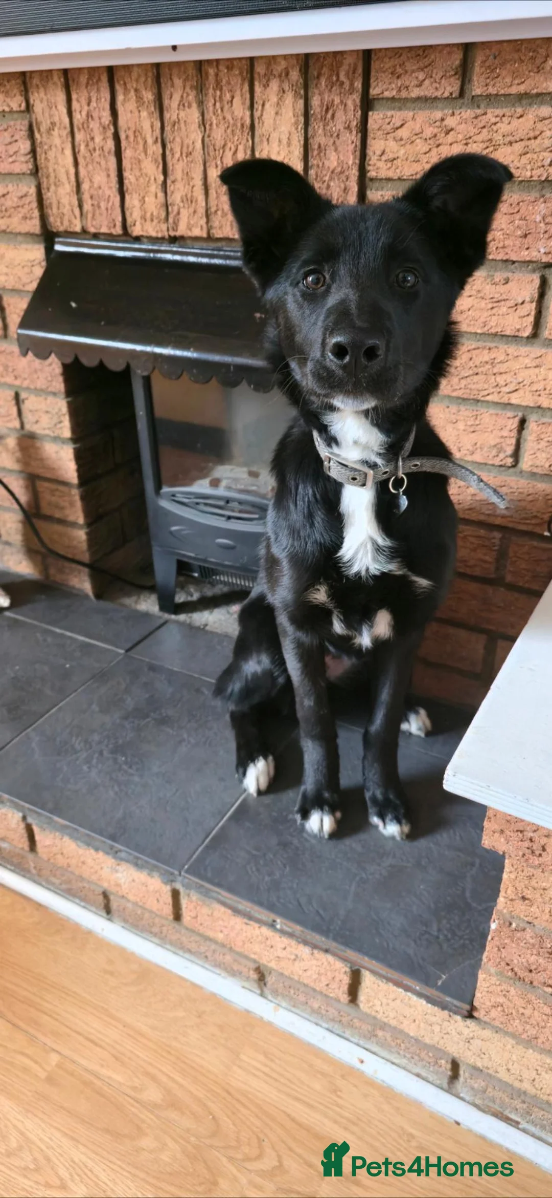 Mixed Breed dogs for sale: Female border collie x Belgian Shepherd  - Advert 4