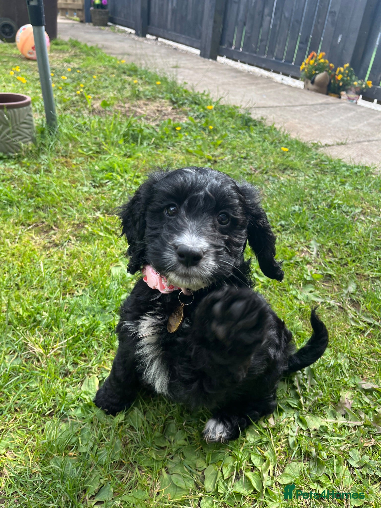 Cockapoo dogs Cockapoo Puppy for sale  - Advert 15