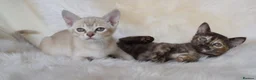 Asian cats for sale: Quality Pedigree Registered Asian Kittens in Saint Austell - Advert 4