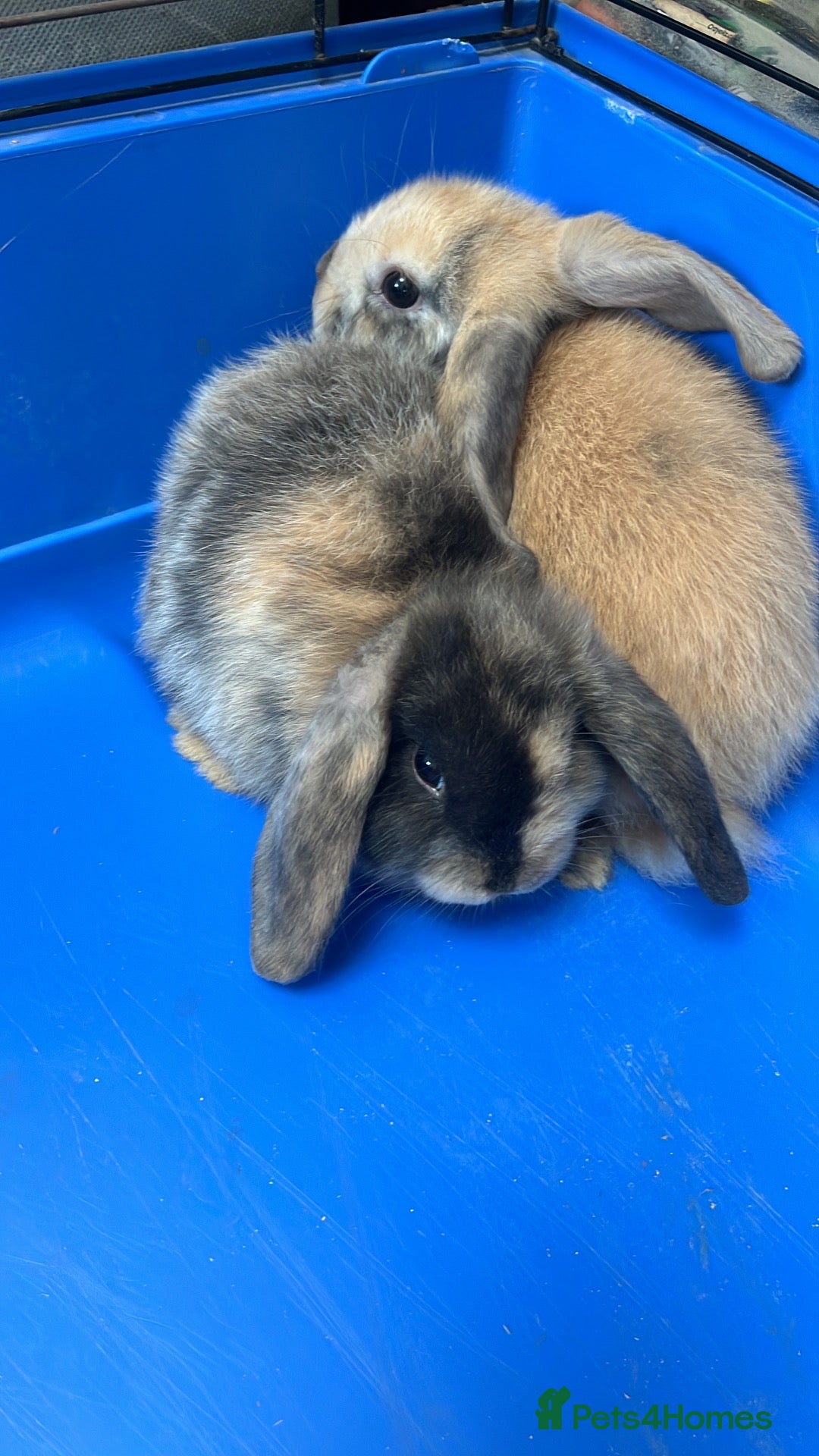 Mini Lop rabbits Gorgeous Mini Lop Babies - Advert 8