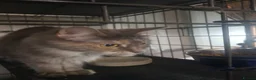 Maine Coon cats for sale: maine coon cross in Tiverton - Advert 6