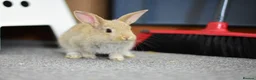 Mixed Breed rabbits for sale: Beautiful hand-reared bunnies.  - Advert 4