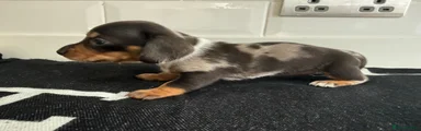 Miniature Dachshund 2