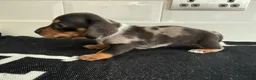 Miniature Dachshund dogs for sale: EXTREME CUTENESS! MINIATURE DACHSHUND PUPPIES ❤️🤍 - Advert 6