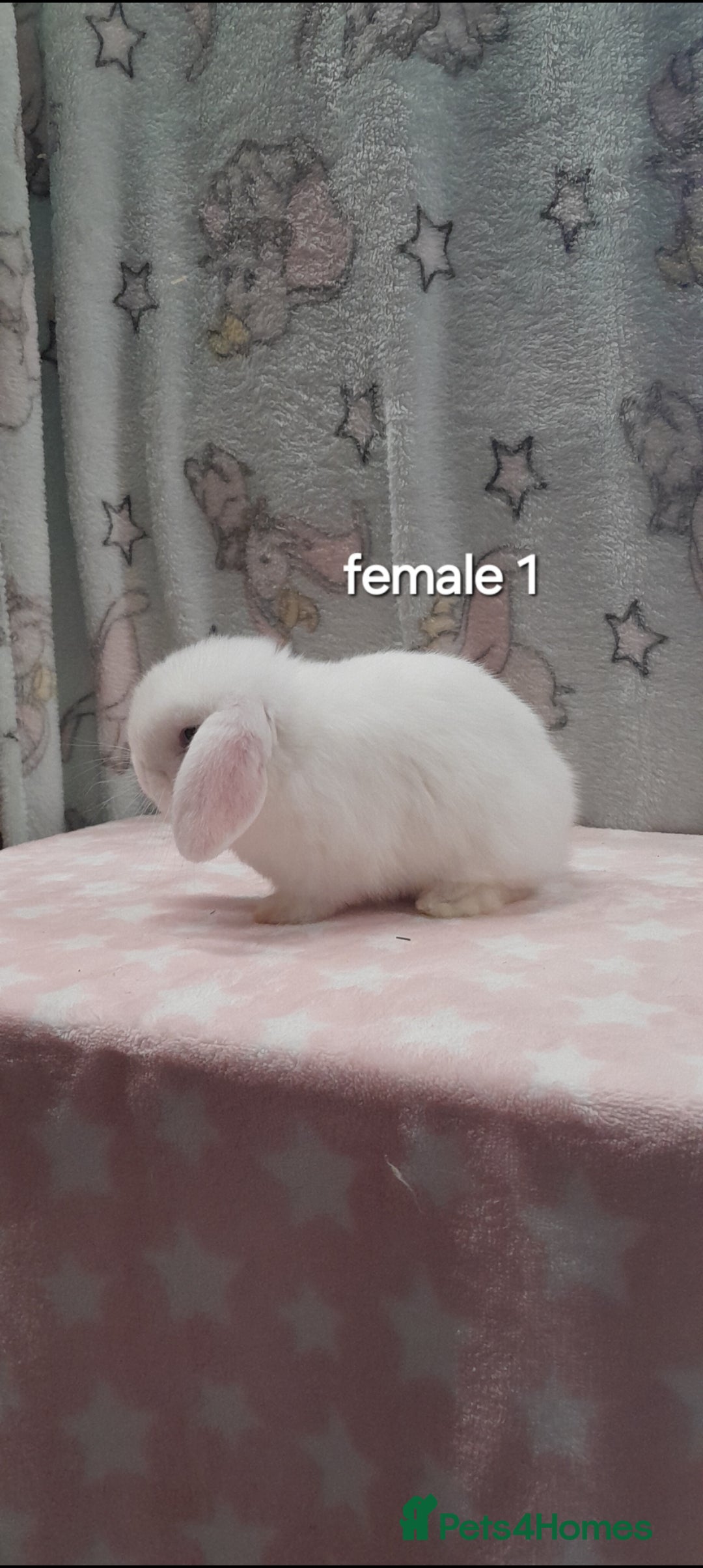 Mini Lop rabbits for sale: Purebred mini lops ready now  - Advert 6