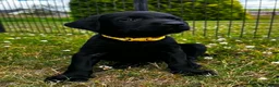 Labrador Retriever dogs for sale: KC Reg Puppies, FTCH Bred with versatility in mind - Advert 10