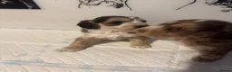 Cockapoo dogs for sale: 🌟 OUTSTANDING cockapoo puppies F1B 🌟 - Advert 12
