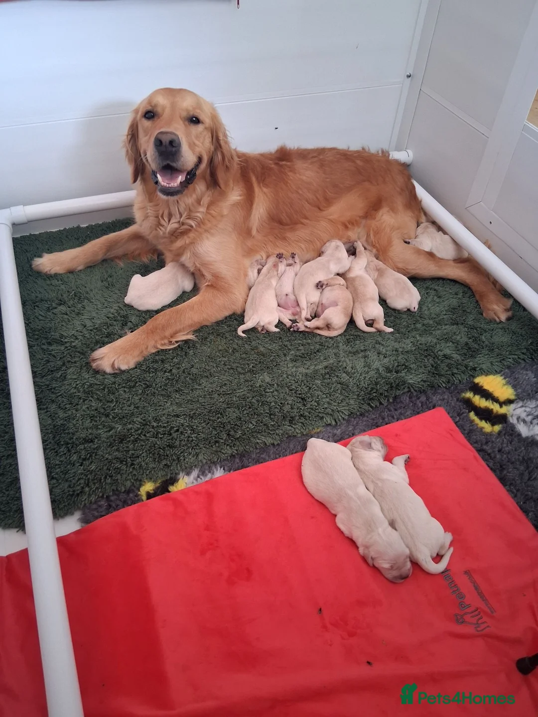 Golden Retriever dogs for sale: Mixed Shade Puppies - Ready Sept 6th - Advert 2