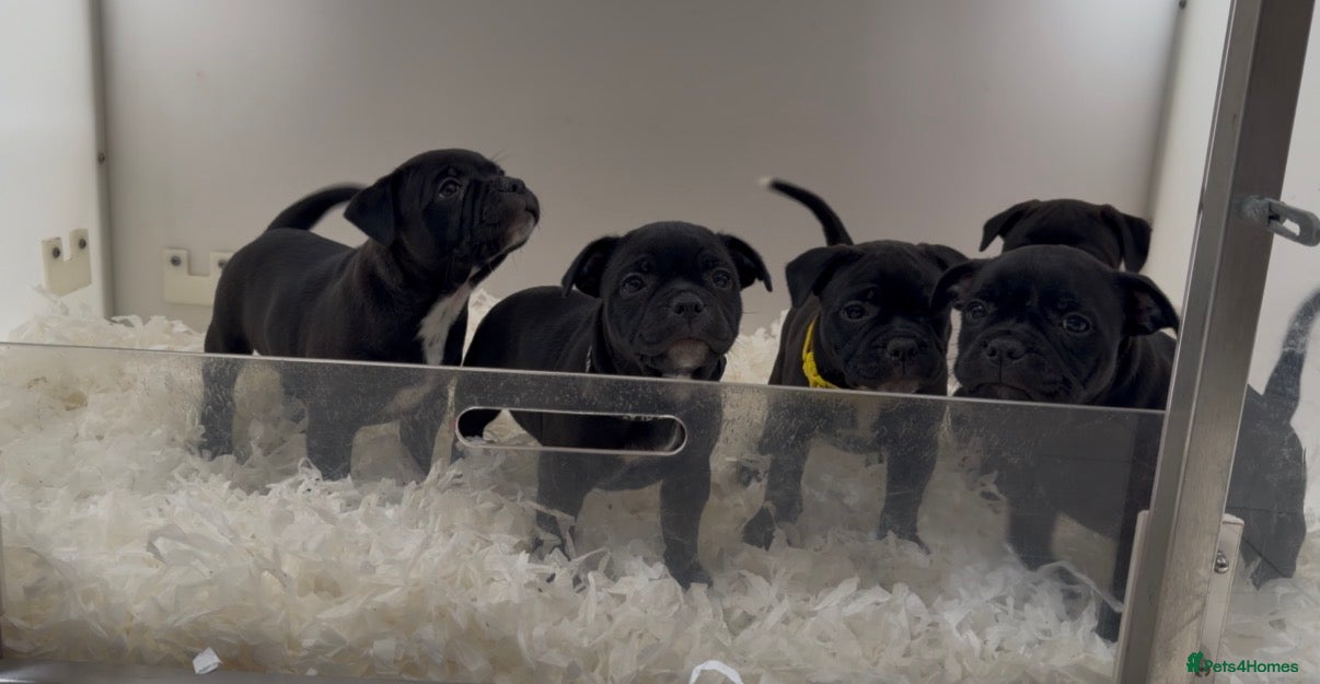 Staffordshire Bull Terrier dogs ONLY 3 KC REG PUPS REMAINING  - Advert 12