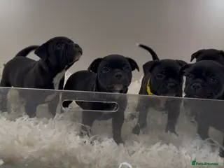 Staffordshire Bull Terrier dogs ONLY 3 KC REG PUPS REMAINING - Advert 1