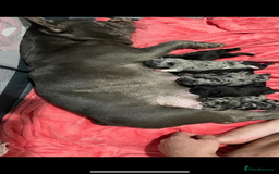 French Bulldog dogs for sale: French bulldog puppies - Image 1