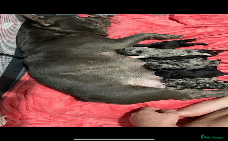 French Bulldog dogs - Advert 1