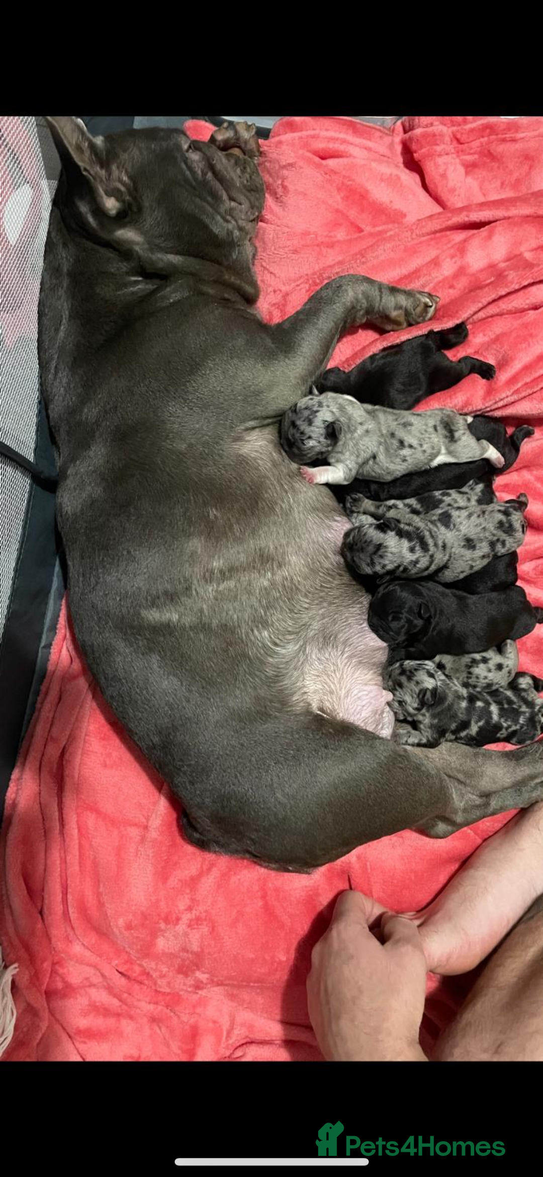 French Bulldog dogs for sale: French bulldog puppies - Image 1