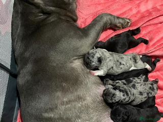 French Bulldog dogs for sale - Advert 1