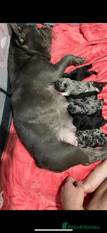 French Bulldog dogs - Advert 1