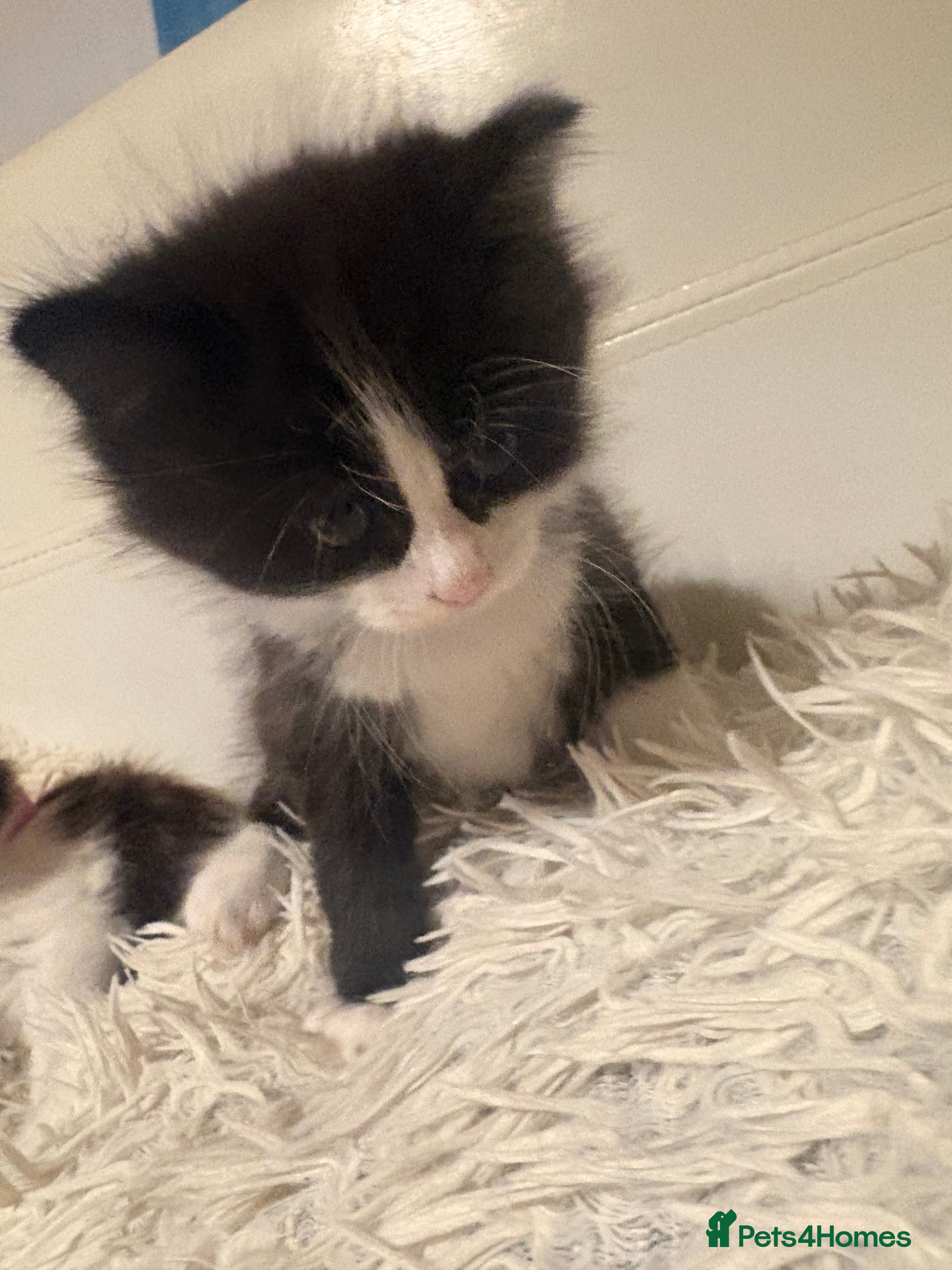 Mixed Breed cats Long hairedRagdoll cross tabby kittens in 2 weeks - Advert 1