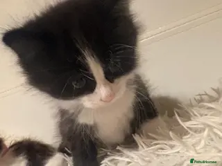 Mixed Breed cats Long haired Ragdoll cross tabby kittens in 2 weeks - Advert 13