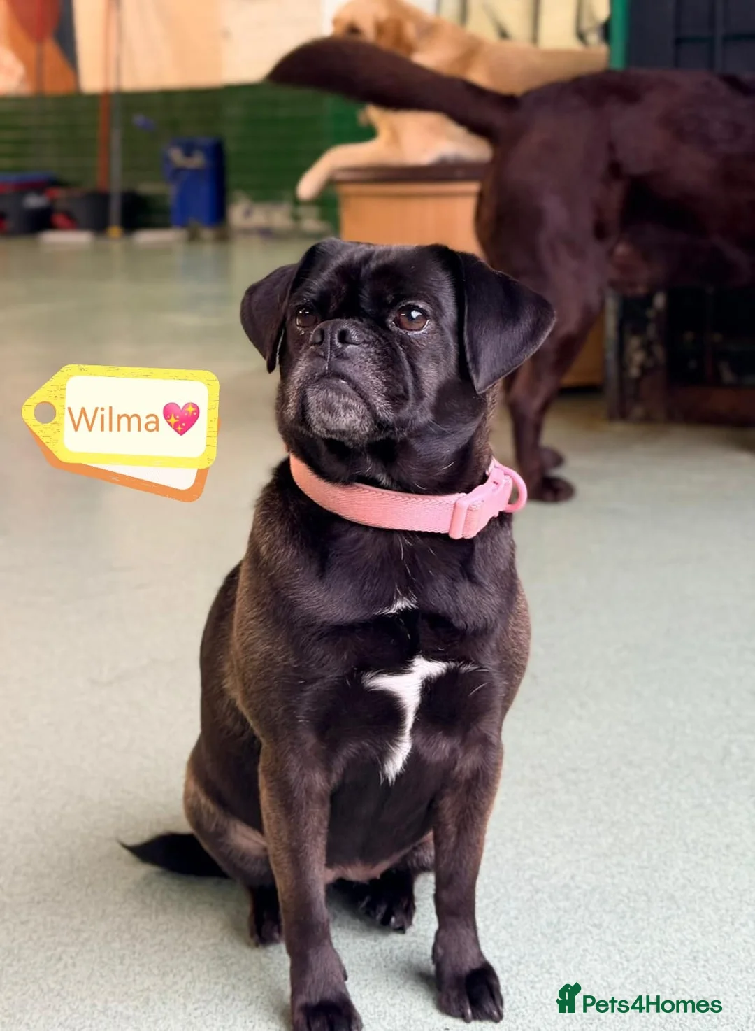 Mixed Breed dogs for adoption: 💙FRED &❤️WILMA – A Bonded Pair Of Puggles  - Advert 3