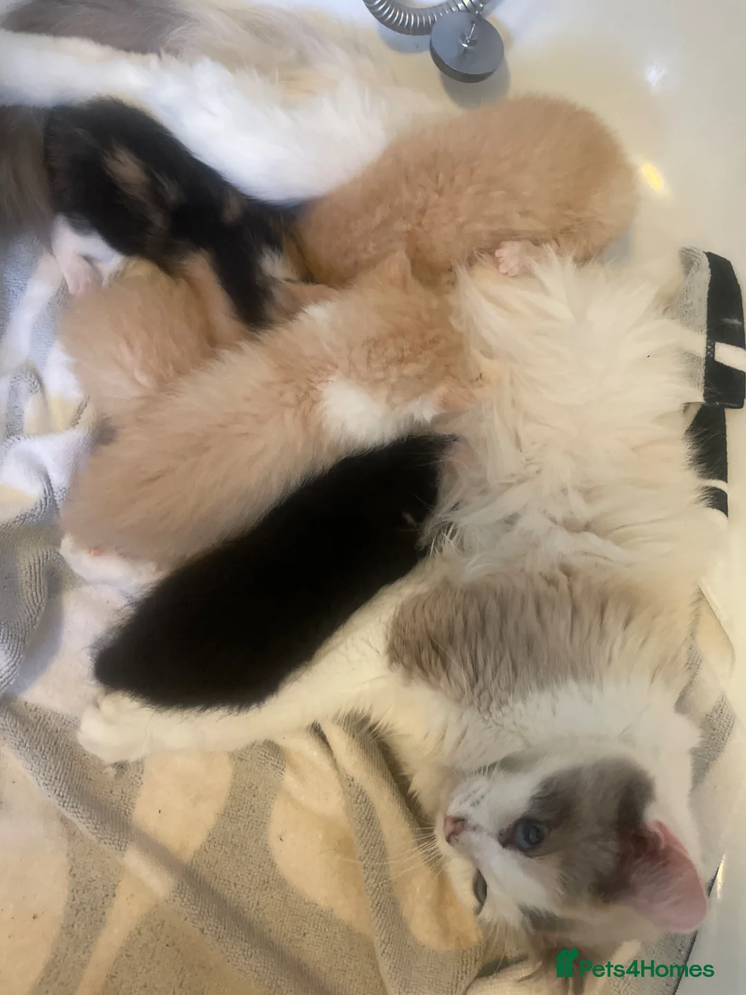 Mixed Breed cats for sale: half ragdoll kittens  in Crediton - Advert 2
