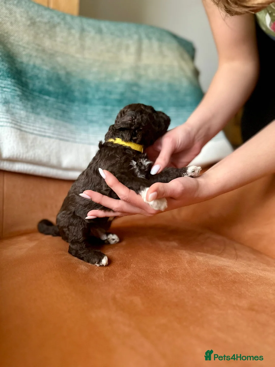 Lagotto Romagnolo dogs for sale: Lagotto Romagnolo Puppies  - Advert 21