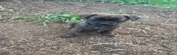 Mixed Breed dogs for sale: Gorgeous, sociable, home bred pups  in Manchester - Advert 7