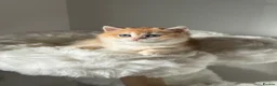 British Shorthair cats for sale: British Shorthair or Longhair golden kittens  - Advert 9