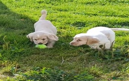 Cocker Spaniel dogs for sale: Cocker spaniel puppies for sale  - Image 5