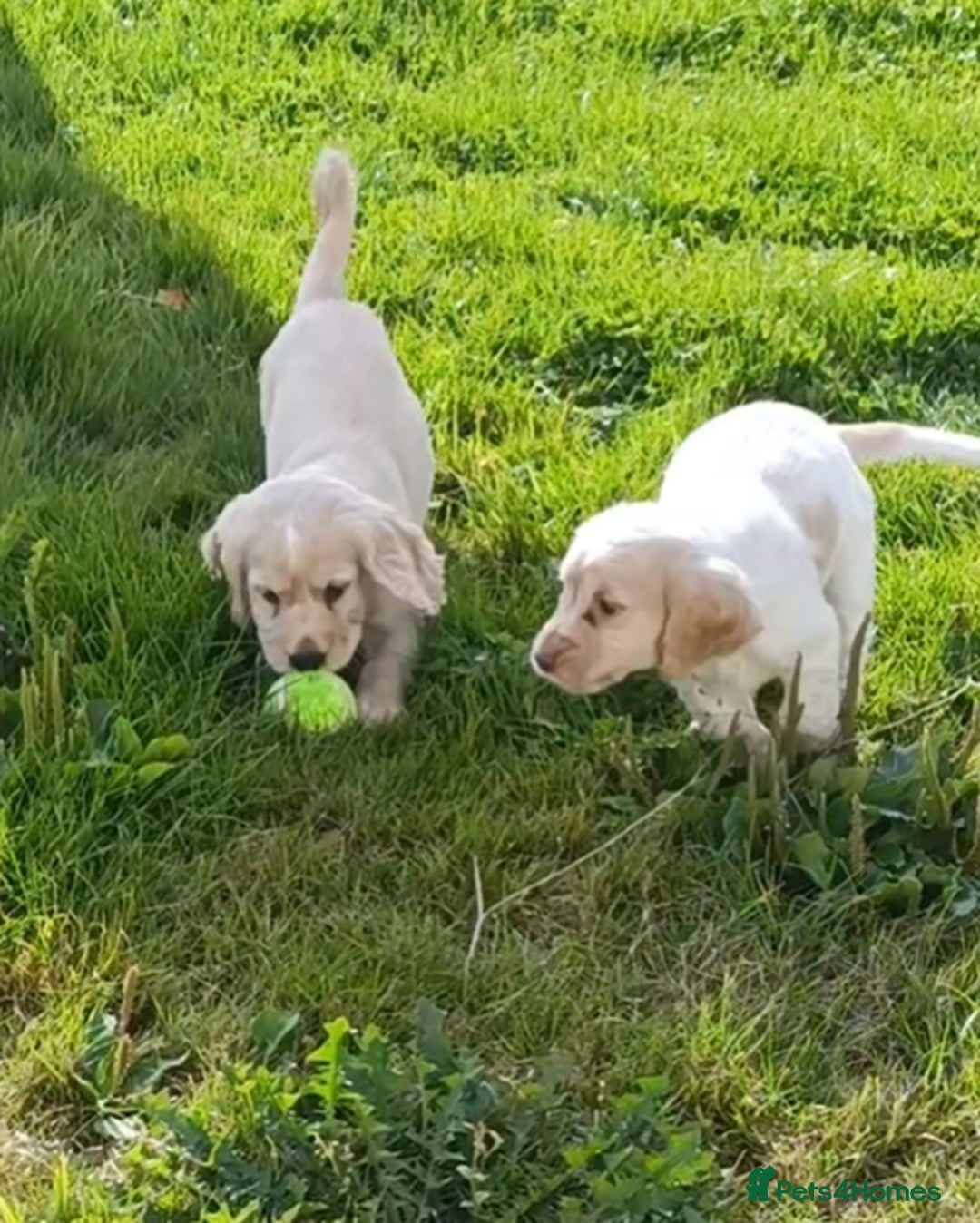 Cocker Spaniel dogs for sale: Cocker spaniel puppies for sale  - Image 5