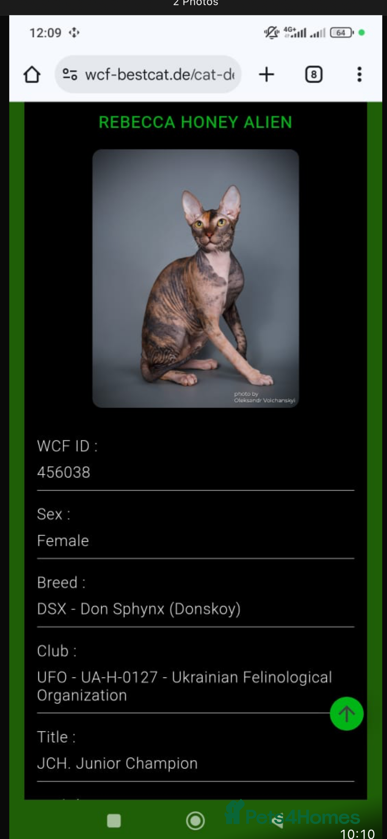 Sphynx cats Donskoy - Advert 6