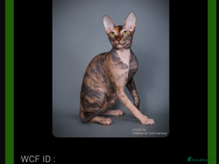 Sphynx cats Donskoy - Advert 10