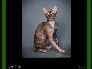 Sphynx cats Donskoy - Advert 2