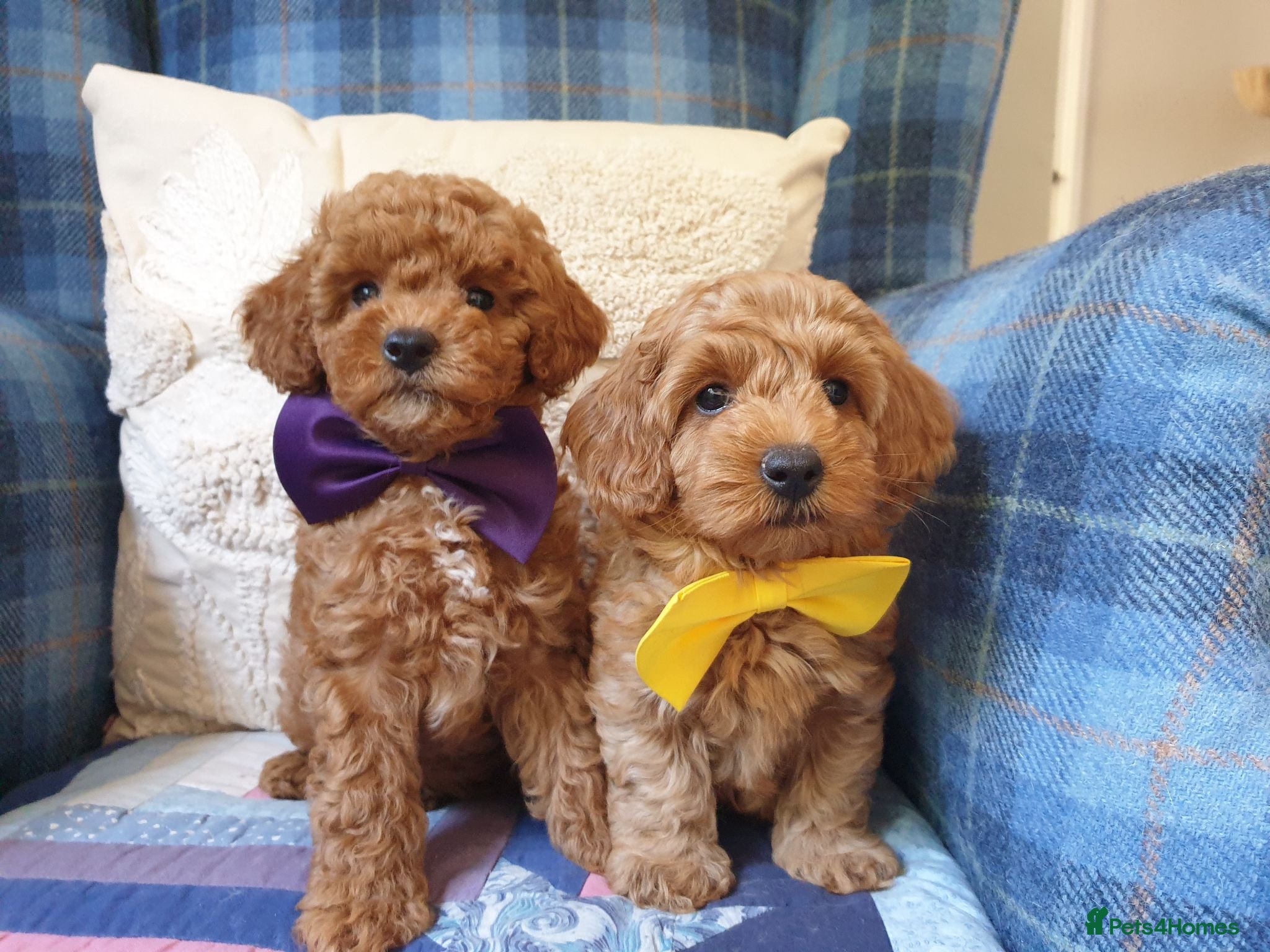 Mixed Breed dogs F1bb Cotonoodle, health tested parents red/apricot - Advert 1