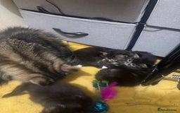 British Longhair cats for sale: Polydactyl long fur kittens  - Image 24