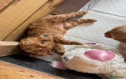 Mixed Breed dogs for sale: 💕 Gorgeous Cavapoochon Puppies 💕  - Image 19