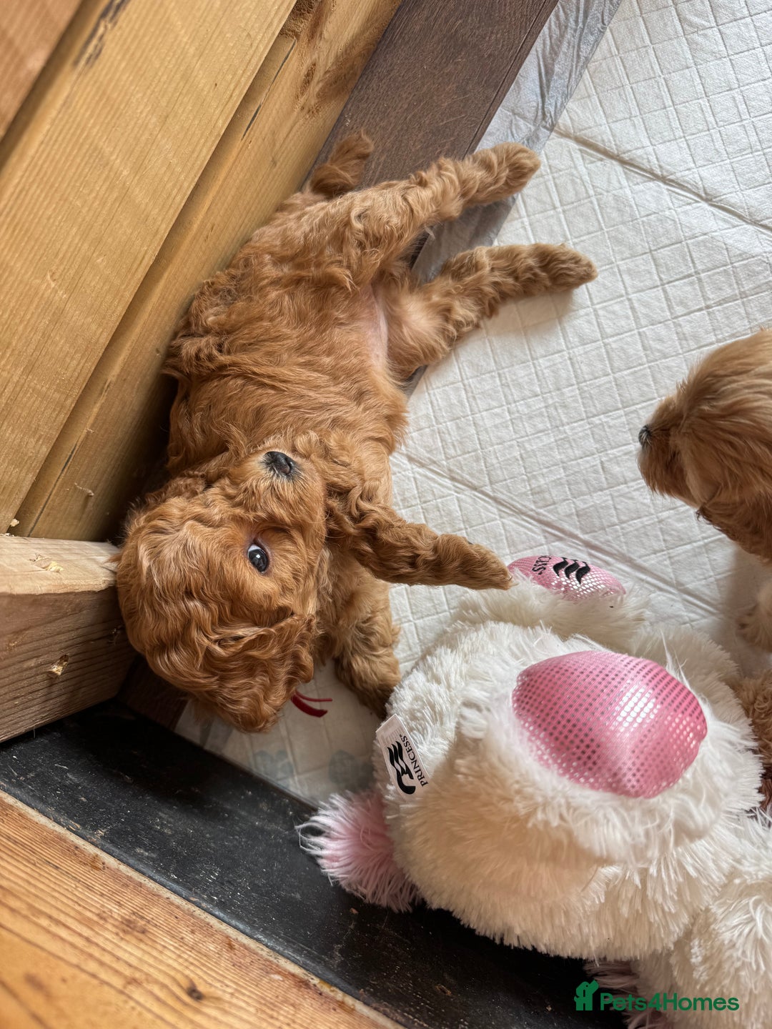 Mixed Breed dogs for sale: 💕 Gorgeous Cavapoochon Puppies 💕  - Image 19