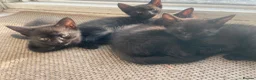 Mixed Breed cats for sale: Friendly and cuddly kittens 8 weeks in Swindon - Advert 2