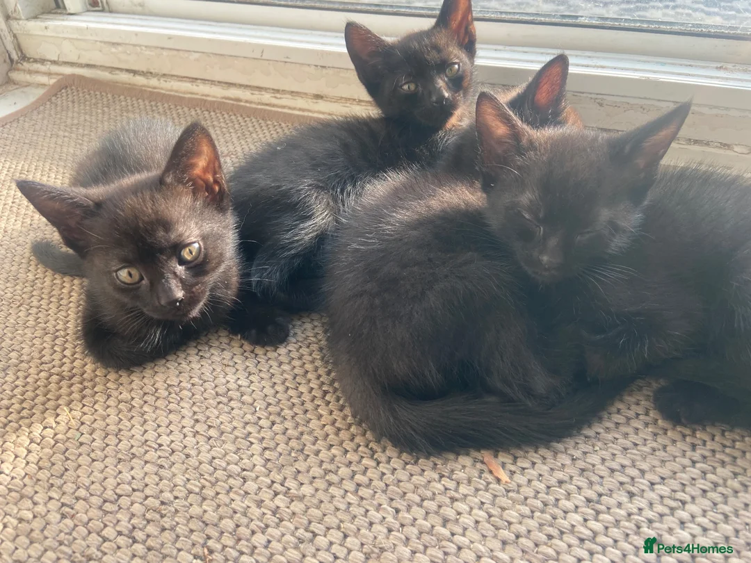 Mixed Breed cats for sale: Friendly and cuddly kittens 8 weeks in Swindon - Advert 2