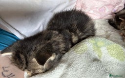 Mixed Breed cats for sale: Kittens tabby - Image 2