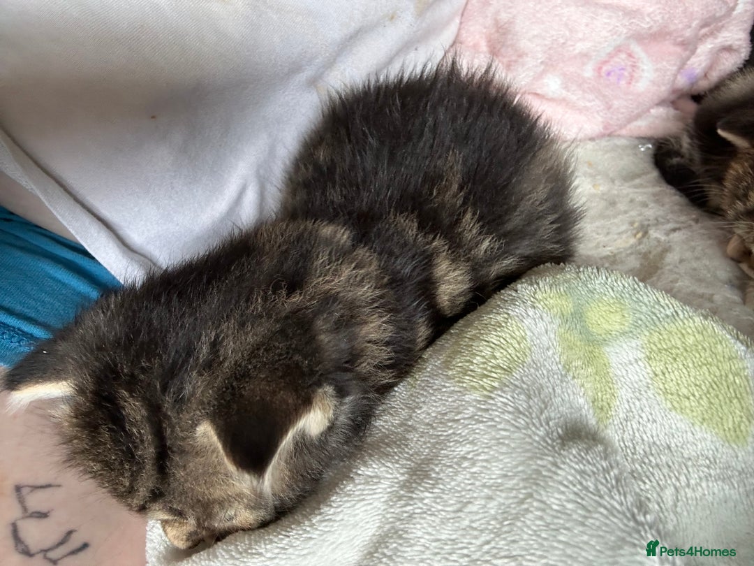 Mixed Breed cats for sale: Kittens tabby - Image 2