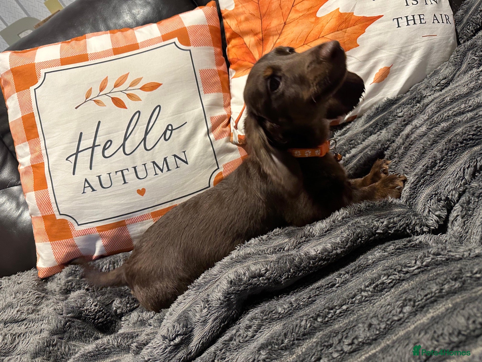 Miniature Dachshund dogs Fabulous Litter of Long haired dachshund puppies  - Advert 18