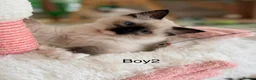 Ragdoll cats for sale: Beautiful Ragdoll kittens from European lines - Advert 5