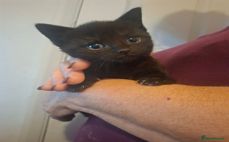 Mixed Breed cats for sale - Advert 3