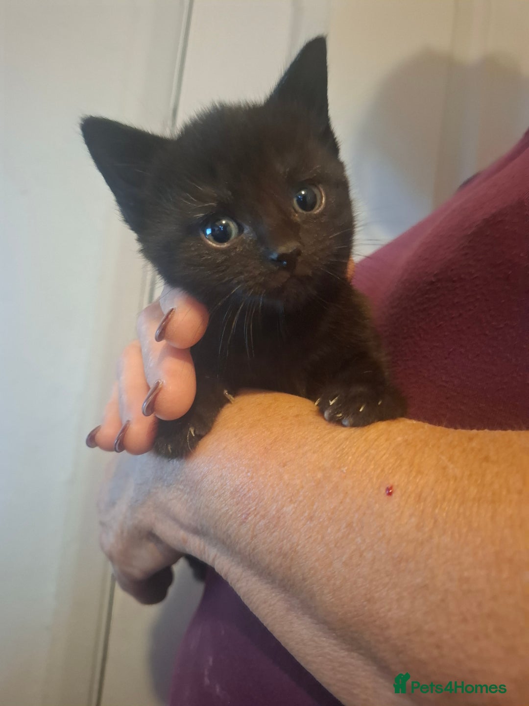 Mixed Breed cats for sale: 1 kitten left ready  2nd sept  - Image 3