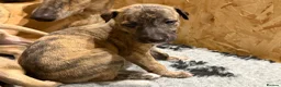 Greyhound dogs for sale: Hungarian Greyhound Pups - Advert 13