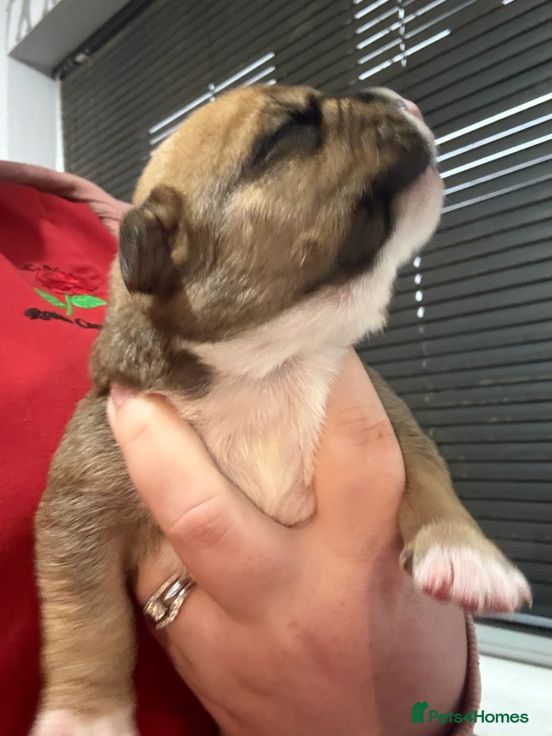 Mixed Breed dogs for sale: Chunky boys - Advert 21