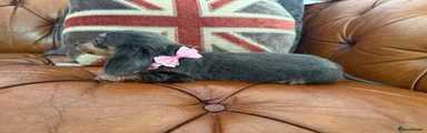 Miniature Dachshund 5